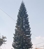 yannicastle.chalalas.com